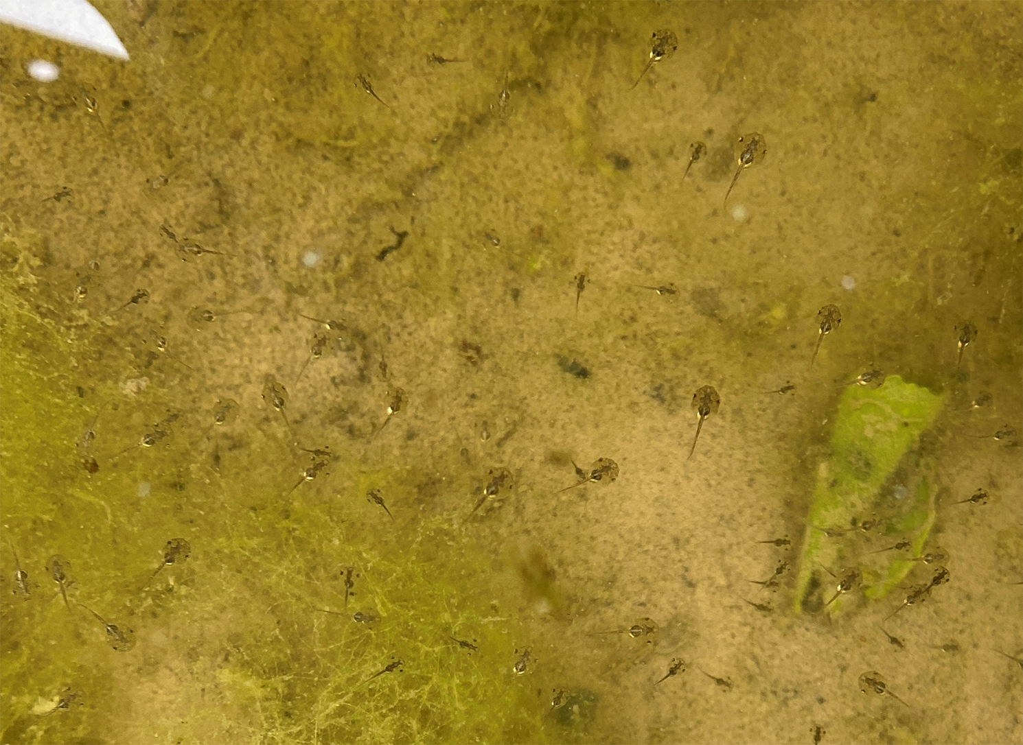 小水坑中的饰纹姬蛙蝌蚪.png