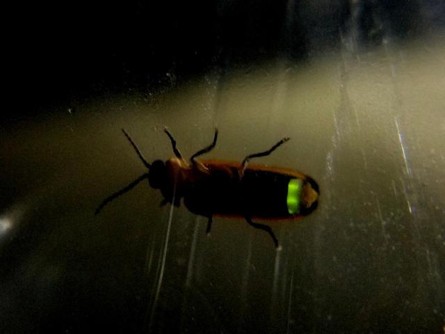 上观-萤火虫5.jpg