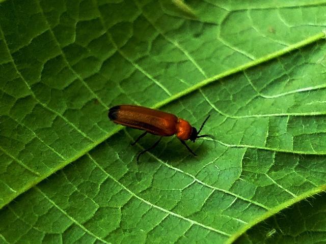 上观-萤火虫6.jpg